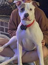 adoptable Dog in  named Bentley