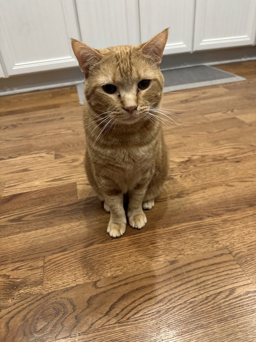 picture of the cat needing adoption