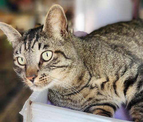 picture of the cat needing adoption