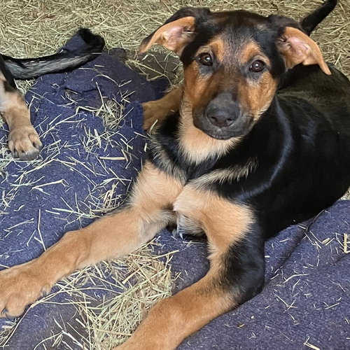 Mozart, an adoptable Unknown breed in Post Falls, ID