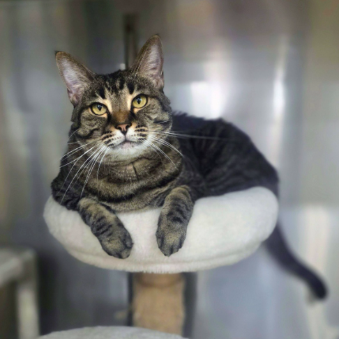 ZOEY - Domestic Short Hair for adoption in Peoria