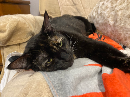 TWIXXIE - Domestic Short Hair available for adoption