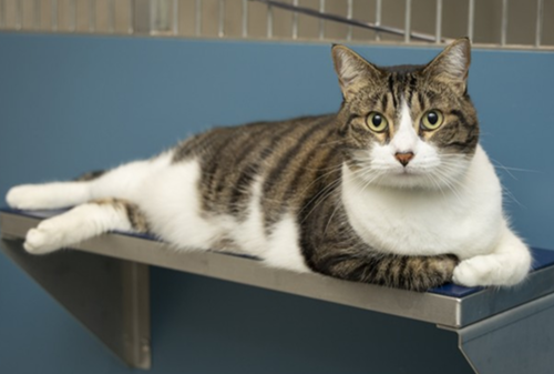 STORMY - Domestic Short Hair available for adoption
