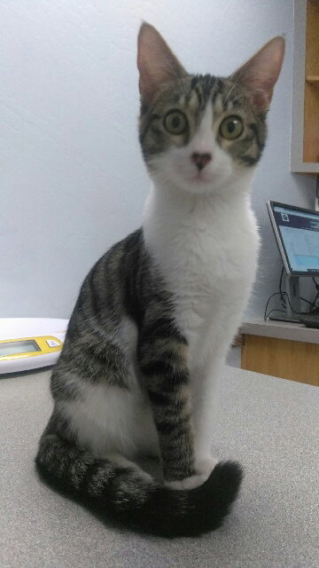 STORMY - Domestic Short Hair available for adoption