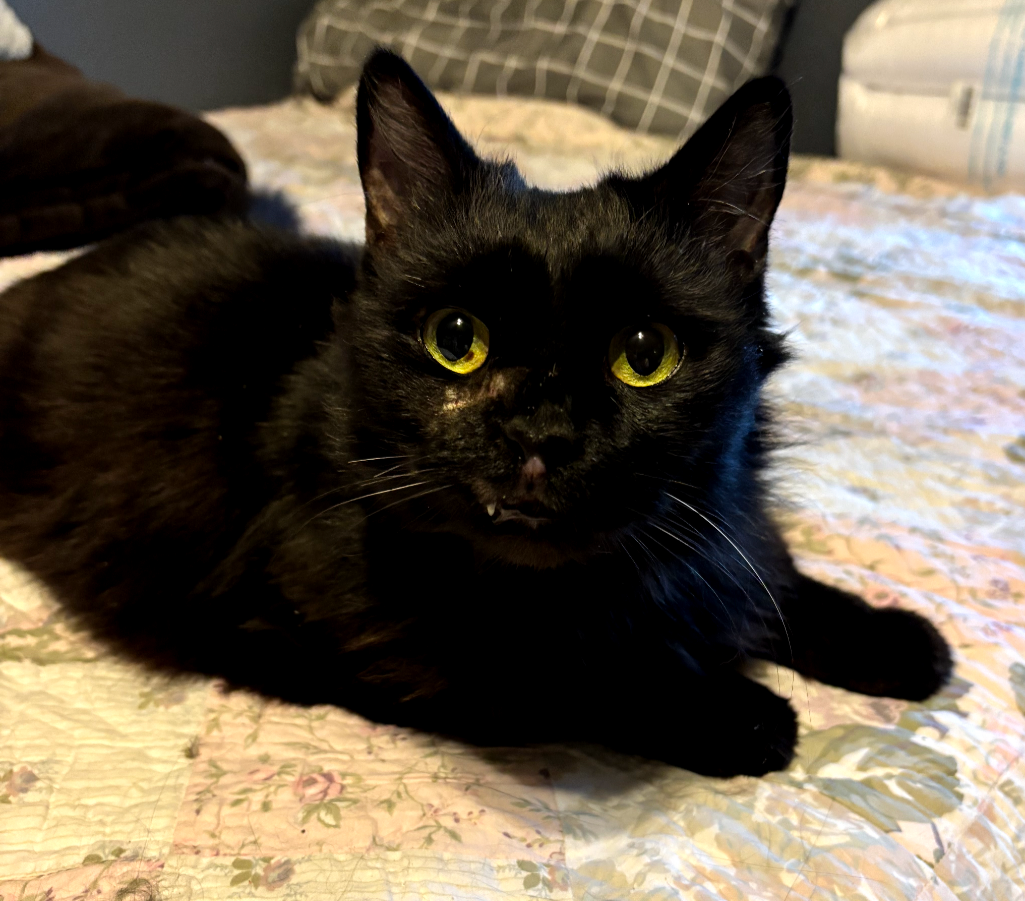 Binx Image