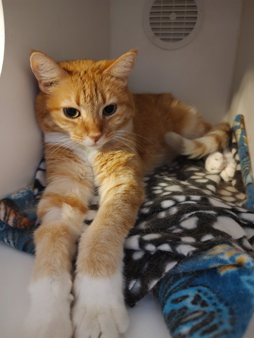 Rainbow Brite, a cat for adoption from Living The Dream Rescue