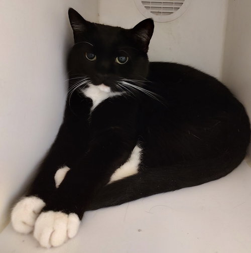 Mia, an adoptable Domestic Short Hair in No Physical Shelter, AZ