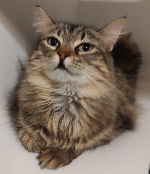 picture of the cat needing adoption