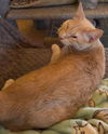 adoptable Cat in Glendale, AZ named BashfulHeart Bear