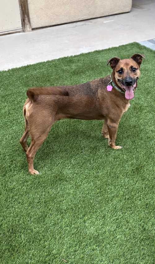 picture of the dog needing adoption