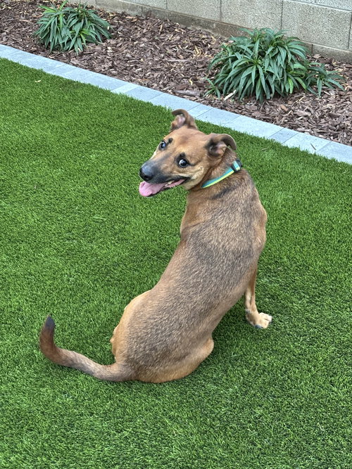 MAX - Shepherd available for adoption