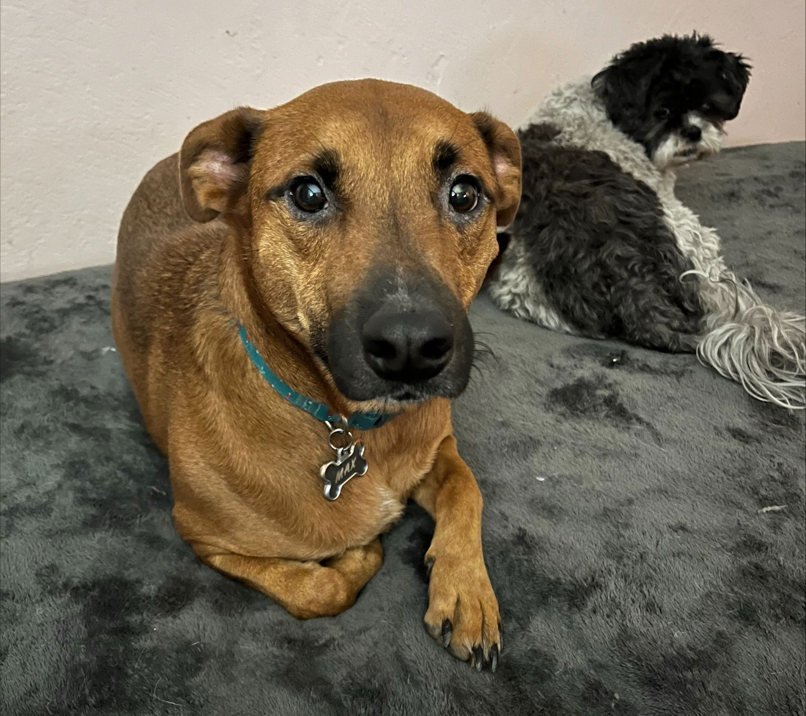 adoptable Dog in Glendale, AZ named Max