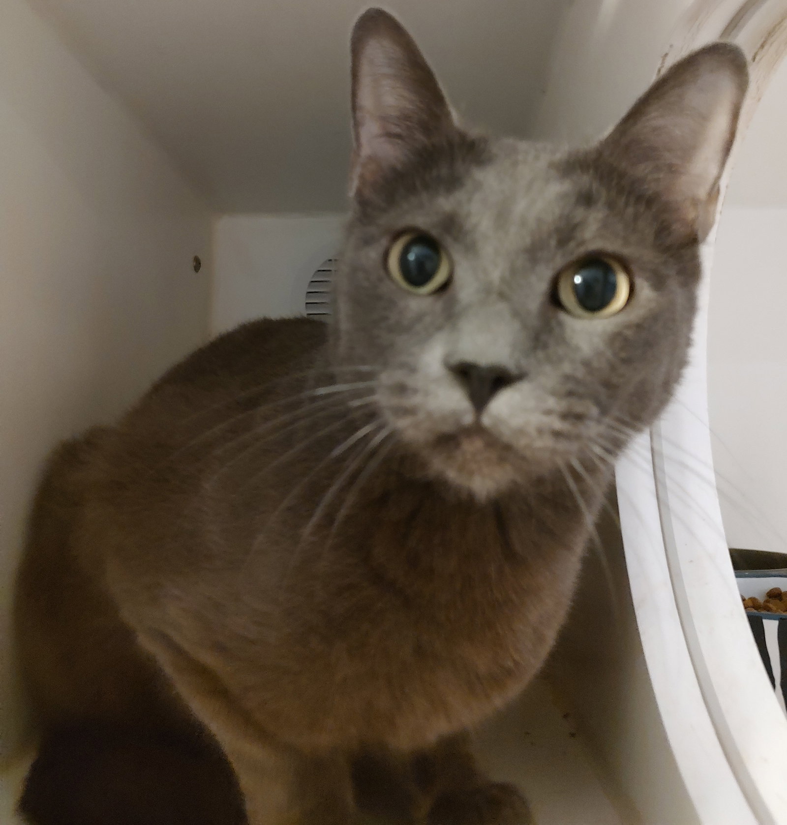 Ivan, Domestic Short Hair