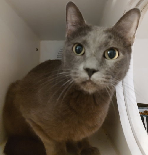 Ivan, a cat for adoption from Living The Dream Rescue