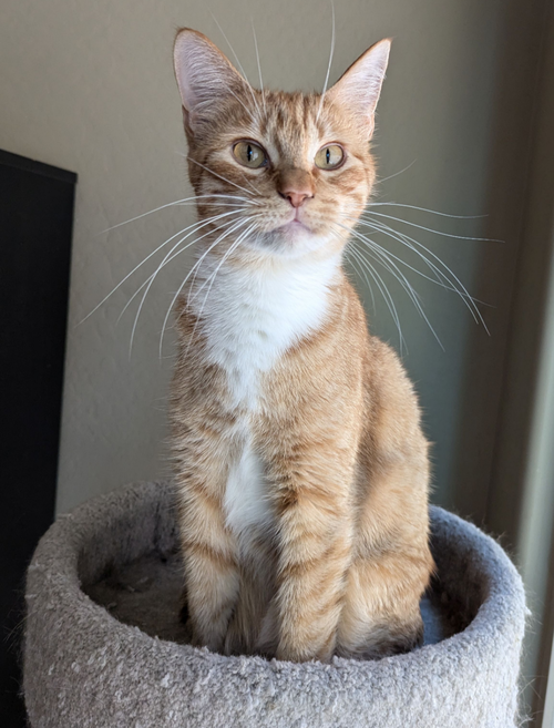 picture of the cat needing adoption