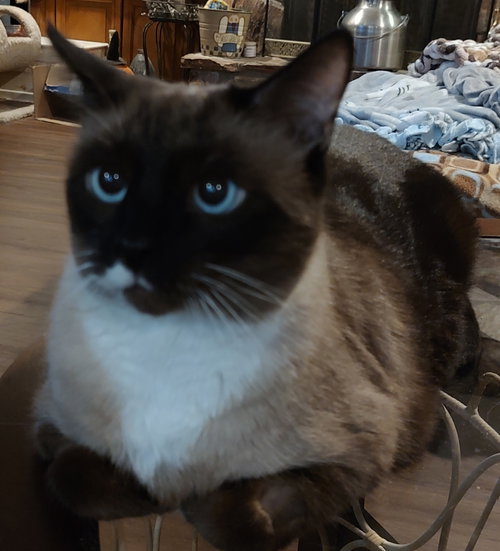 Einstein aka Duke, Adult Snowshoe / Mixed (short coat), cat for adoption in Buckeye, Arizona