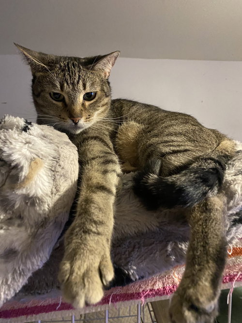 Zara, Adult Domestic Short Hair / Mixed (short coat), cat for adoption in Buckeye, Arizona