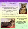 adoptable Cat in Glendale, AZ named Zara