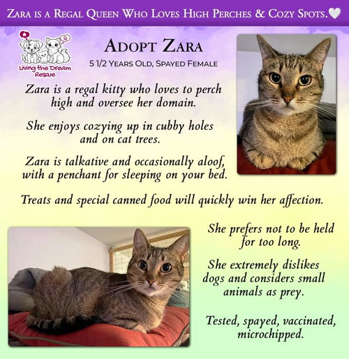 ZARA - Domestic Short Hair available for adoption