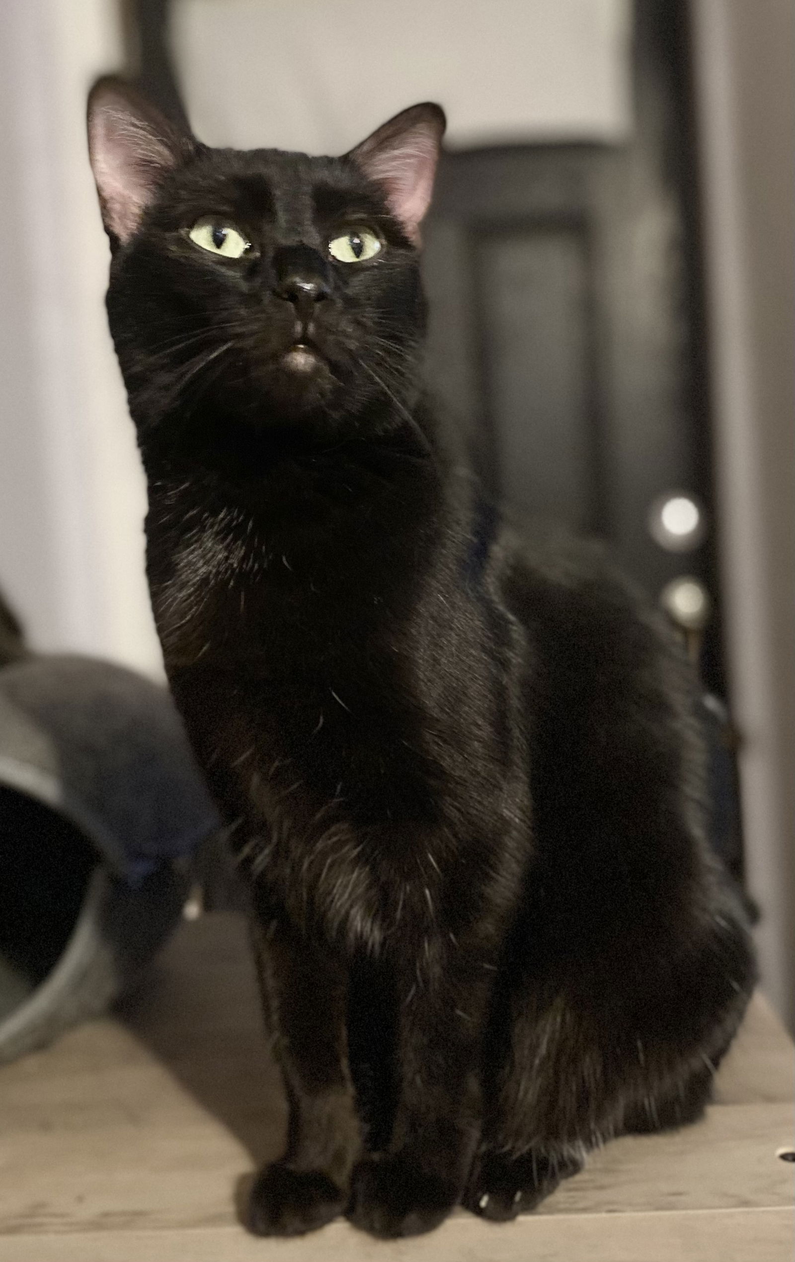 adoptable Cat in Glendale, AZ named Anna
