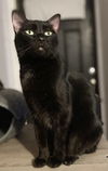 adoptable Cat in Glendale, AZ named Anna