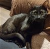 adoptable Cat in glendale, AZ named Shirley