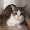 adoptable Cat in Glendale, AZ named Lovie