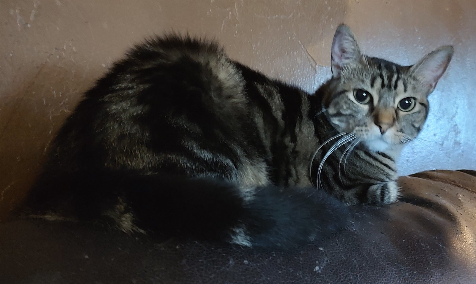 adoptable Cat in Glendale, AZ named Cali