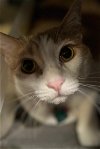 adoptable Cat in glendale, AZ named Precious