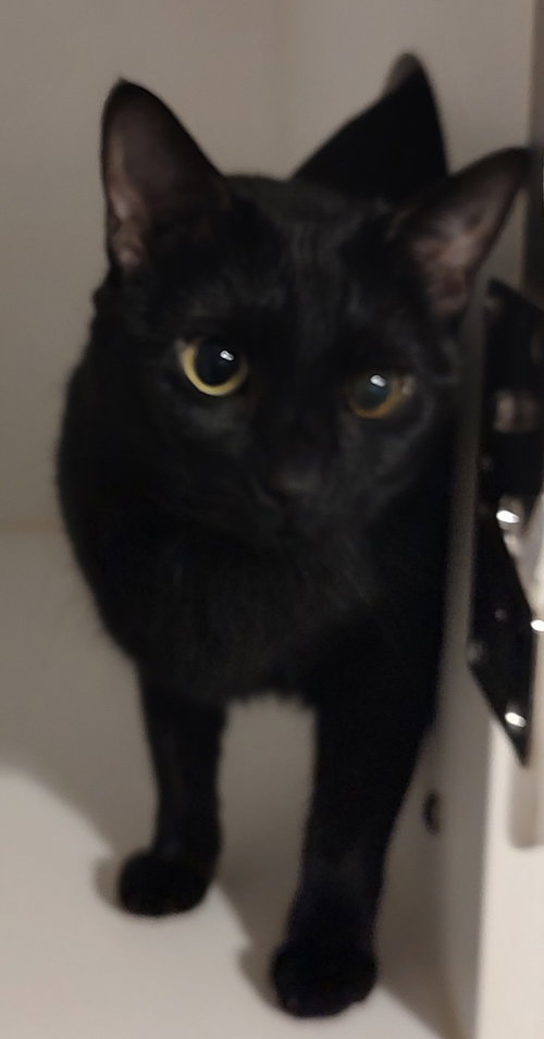 PETUNIA - Domestic Short Hair available for adoption