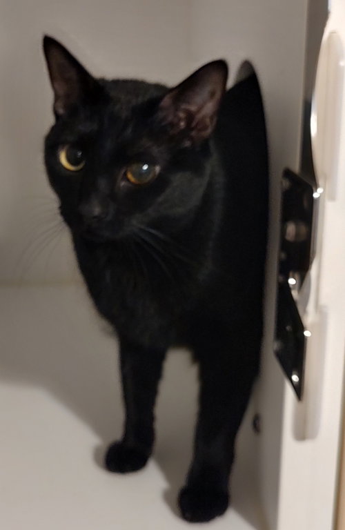 PETUNIA - Domestic Short Hair available for adoption