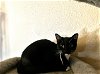adoptable Cat in glendale, AZ named Mollie