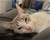 adoptable Cat in glendale, AZ named Sasha
