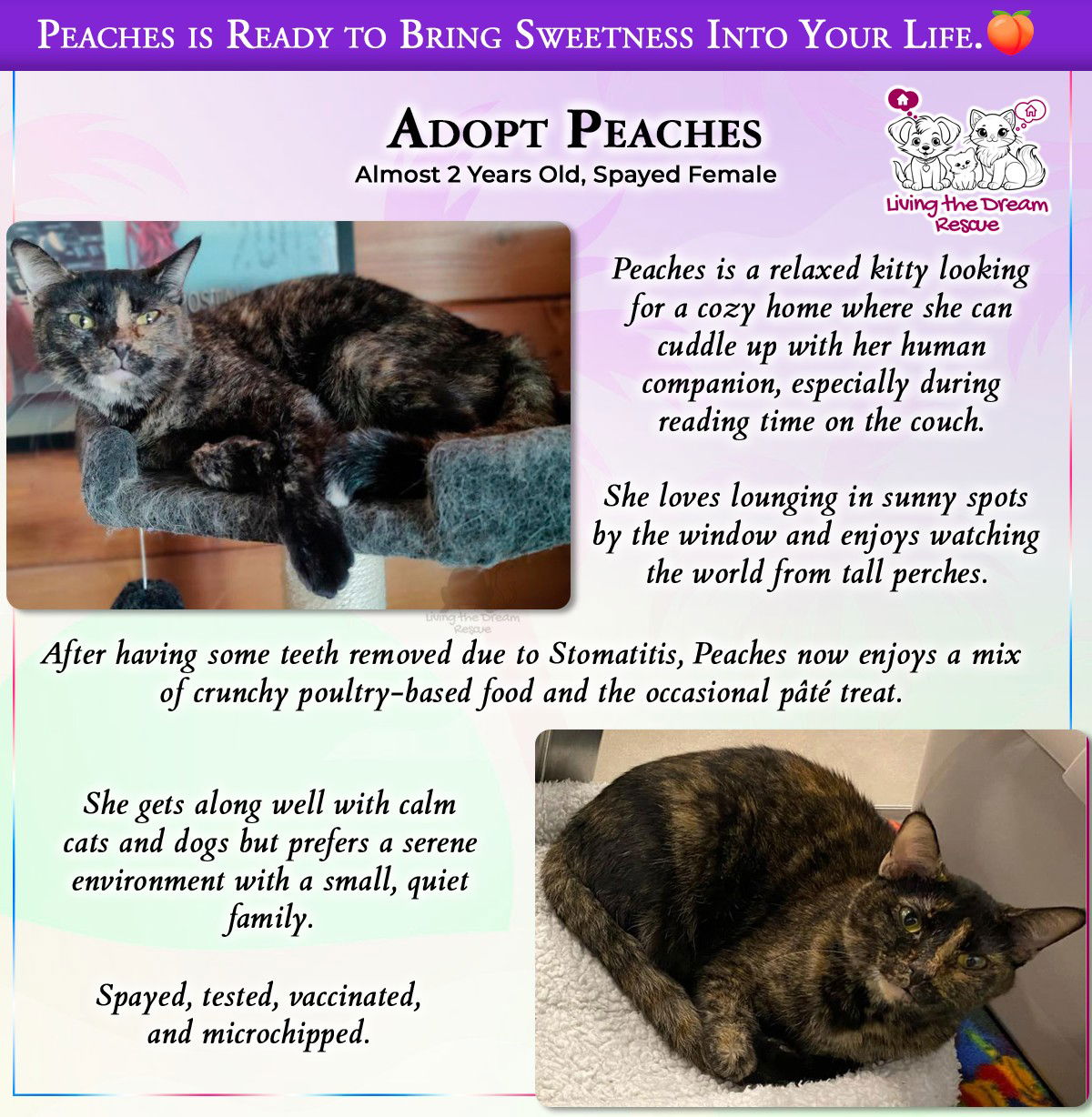 adoptable Cat in Glendale, AZ named Peaches