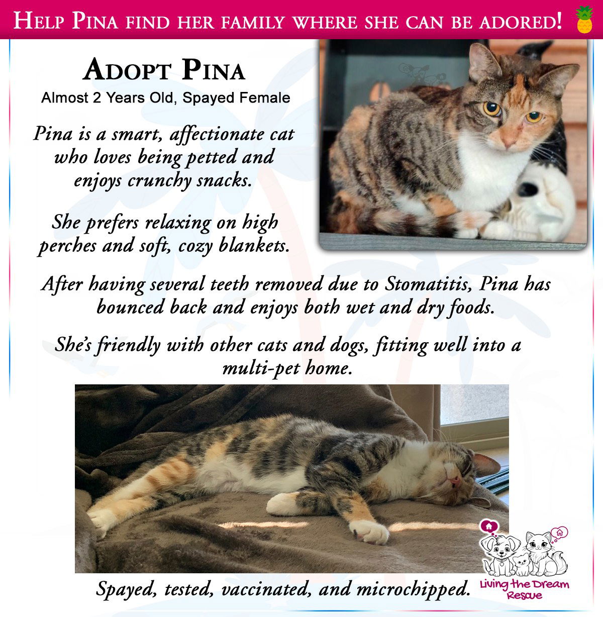 adoptable Cat in Glendale, AZ named Pina