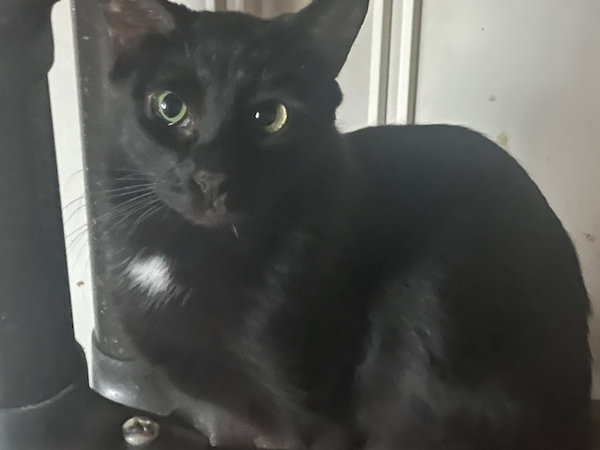 Cleo