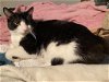 adoptable Cat in glendale, AZ named Skunkaroos
