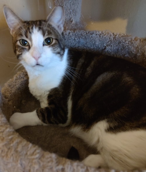 Photo 2 of Joey *FIV+*