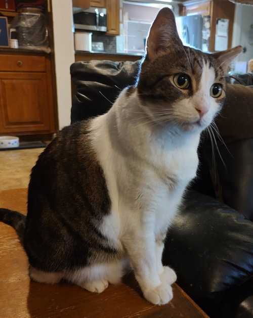 Joey *FIV+*, Adult Domestic Short Hair / Mixed (short coat), cat for adoption in Goodyear, Arizona