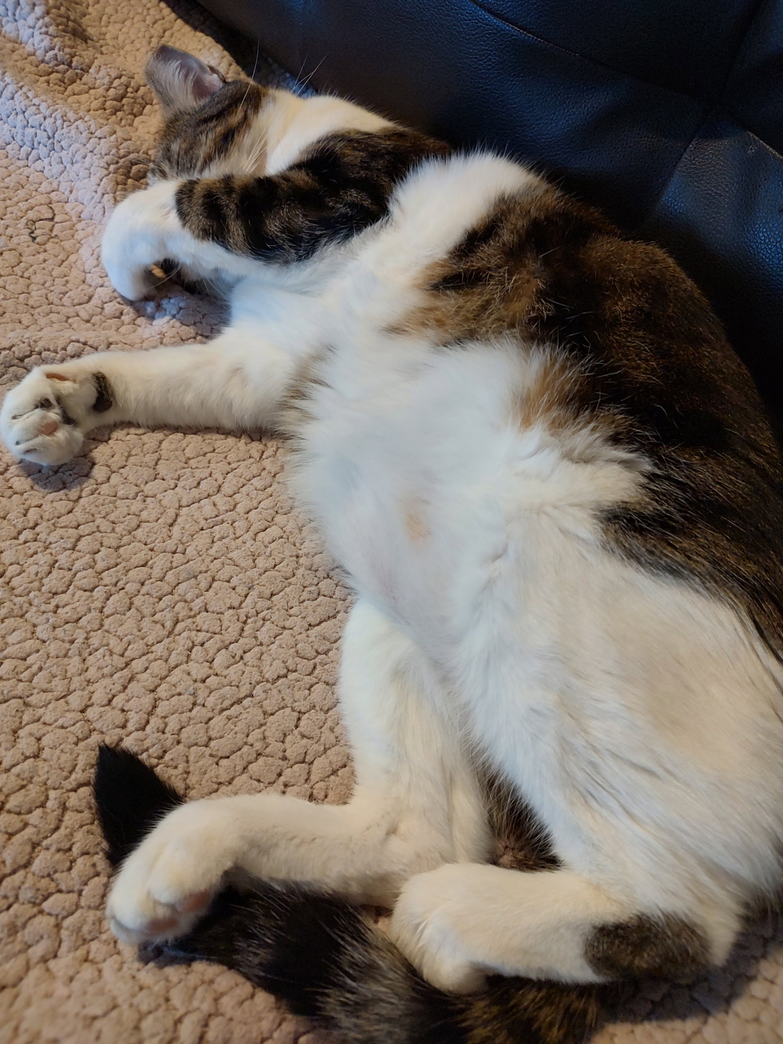 Joey *FIV+*, photo 3