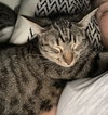 Pebbles - Photo 4