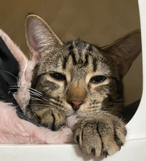 PEBBLES - Tabby available for adoption
