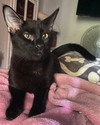 adoptable Cat in Glendale, AZ named BamBam