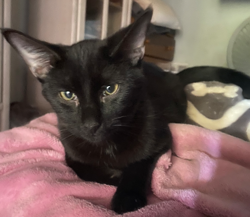 BAMBAM - Domestic Short Hair available for adoption