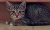Dax - Photo 6