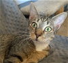 adoptable Cat in glendale, az, AZ named Dax