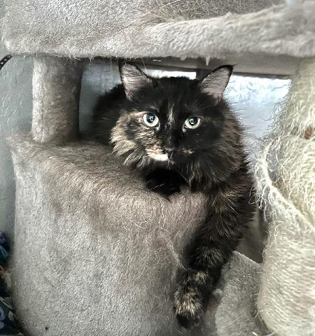 adoptable Cat in Glendale, AZ named Bailey