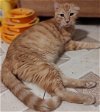 adoptable Cat in glendale, az, AZ named Earl