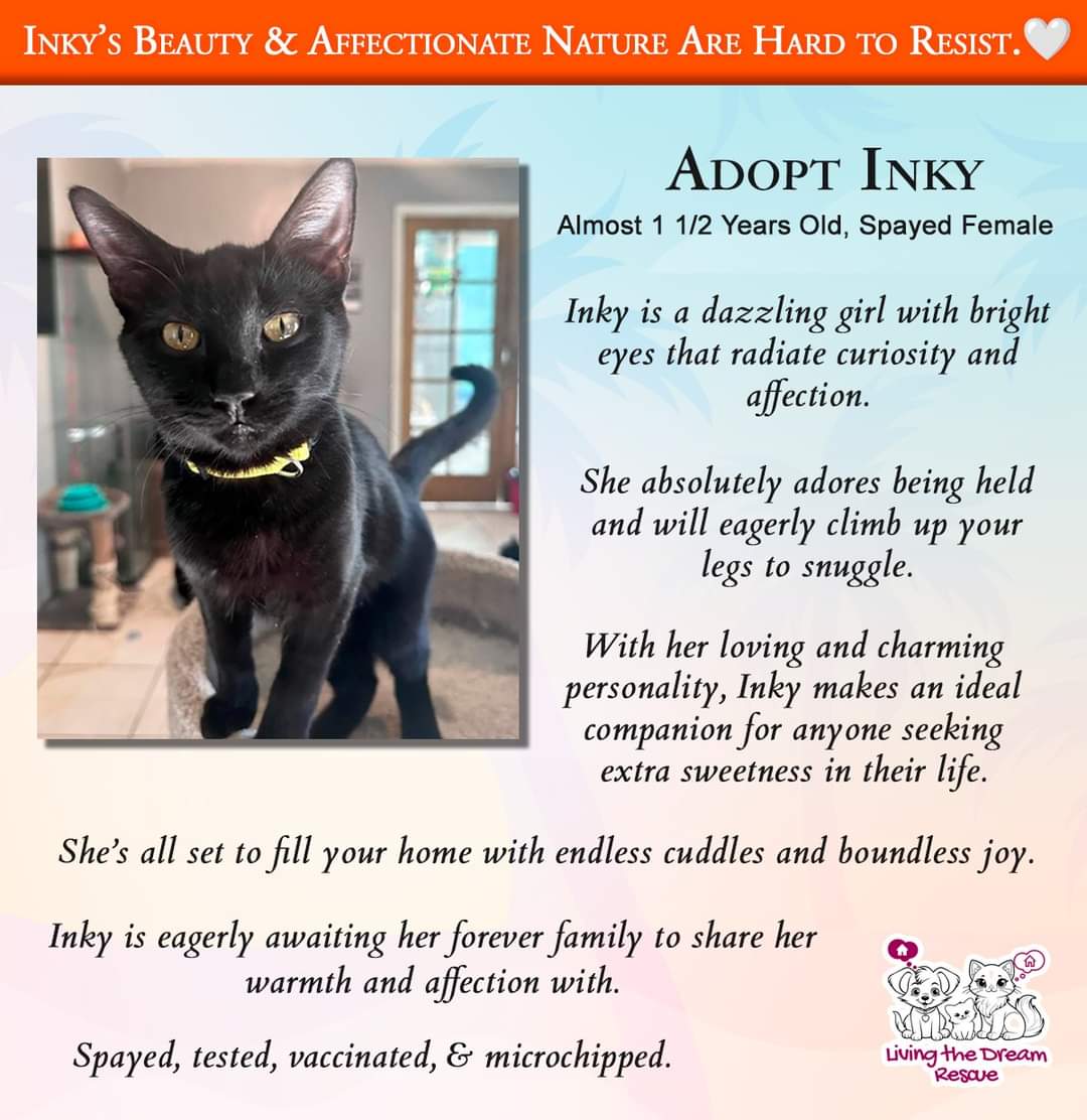 adoptable Cat in Glendale, AZ named Inky