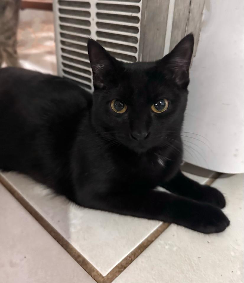 adoptable Cat in Glendale, AZ named Matilda